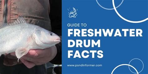 Guide to Freshwater Drum (Aplodinotus .